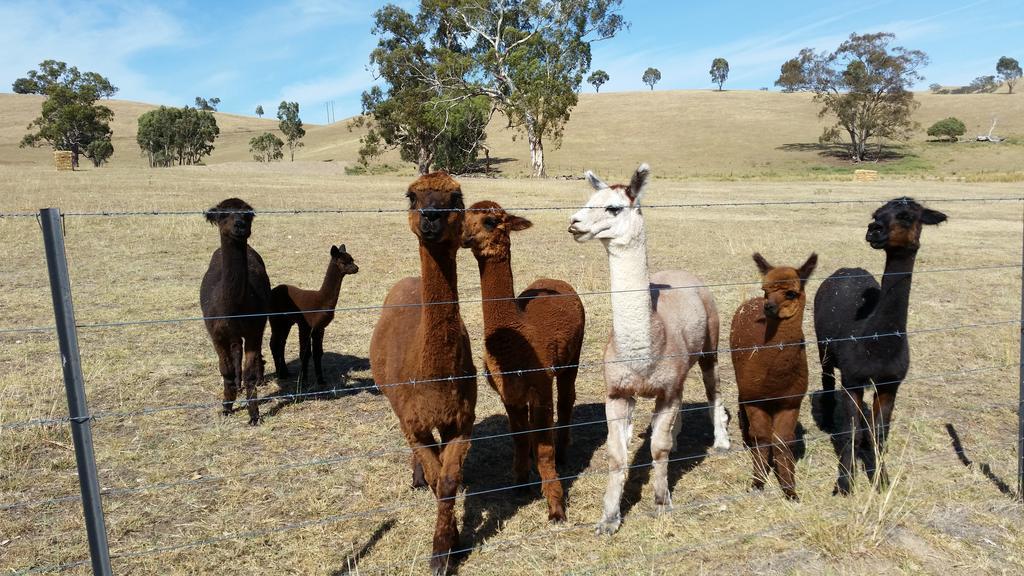 Hillview Farmstay Gundagai Zewnętrze zdjęcie