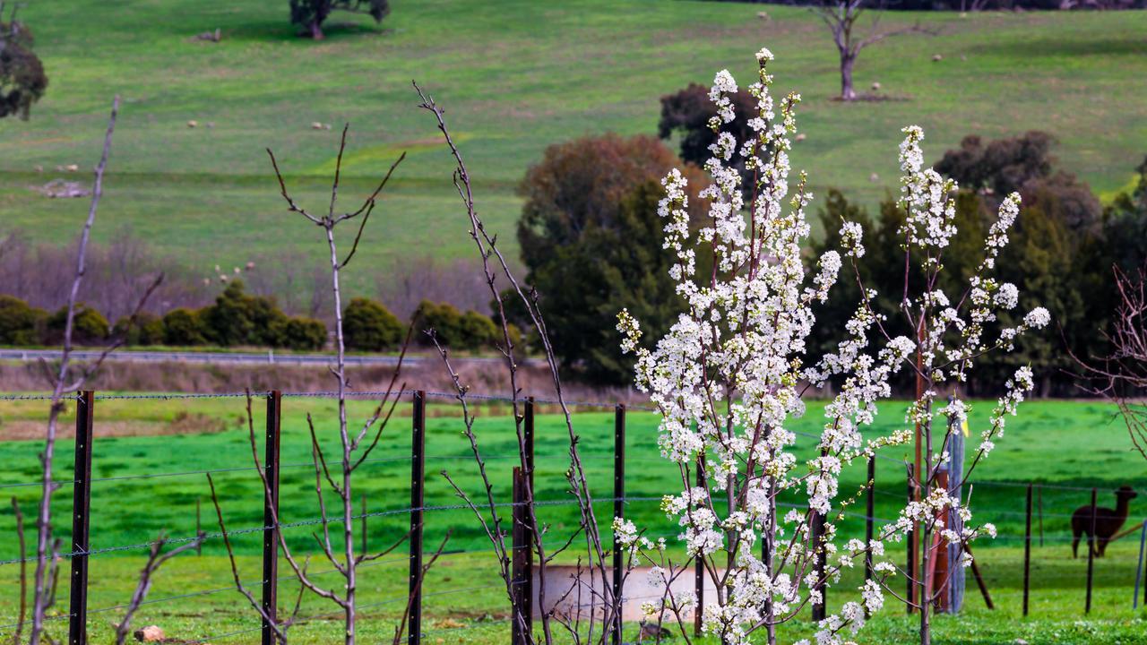Hillview Farmstay Gundagai Zewnętrze zdjęcie