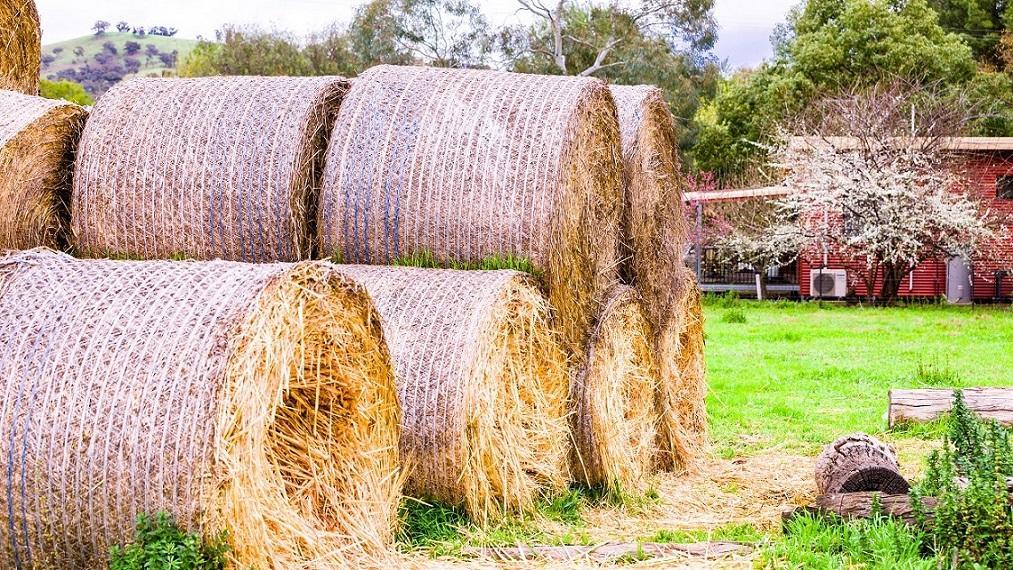 Hillview Farmstay Gundagai Zewnętrze zdjęcie