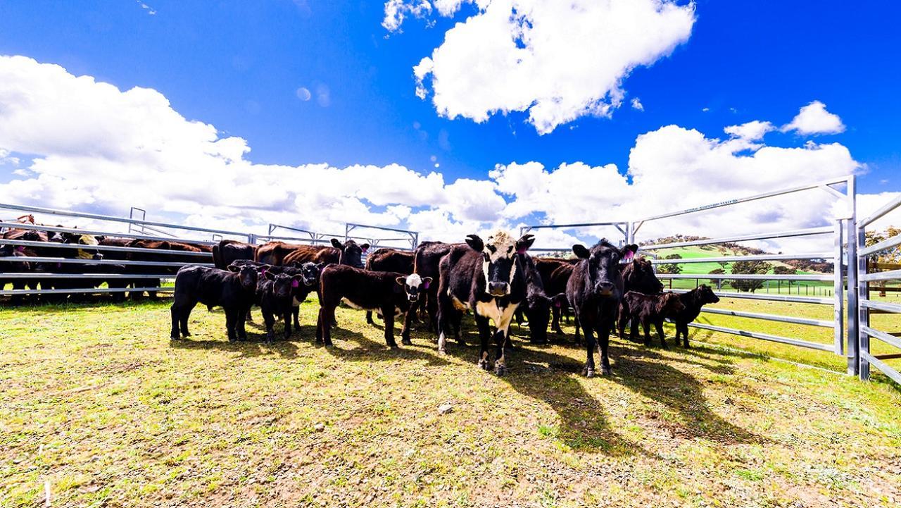 Hillview Farmstay Gundagai Zewnętrze zdjęcie